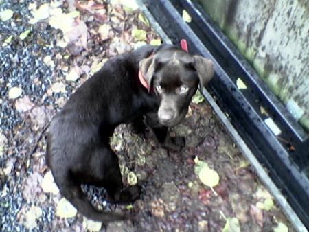 mon chien brownie