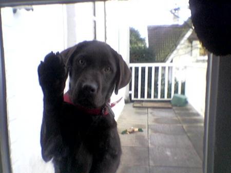 mon chien brownie
